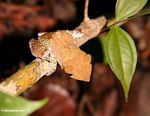 Tree frog in the Borneo rainforest (Kalimantan, Borneo (Indonesian Borneo)) 