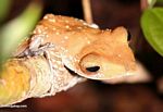 Tree frog in the rain forest of Borneo (Kalimantan, Borneo (Indonesian Borneo)) 