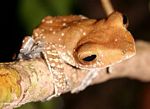 Tree frog in the tropical forest of Borneo (Kalimantan, Borneo (Indonesian Borneo)) 