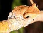 Tree frog in the Borneo jungle (Kalimantan, Borneo (Indonesian Borneo)) 