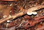 White mushrooms (Kalimantan, Borneo (Indonesian Borneo)) 