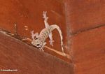 Hemidactylus gecko species with black markings (Kalimantan, Borneo (Indonesian Borneo)) 