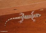 Gecko lizard with black markings (Kalimantan, Borneo (Indonesian Borneo)) 