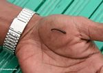 Blood-sucking leech on a man's hand (Kalimantan, Borneo (Indonesian Borneo)) 