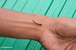 Blood-sucking leech inching along a man's wrist (Kalimantan, Borneo (Indonesian Borneo)) 