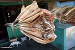 Dried fish split in half (Sulawesi (Celebes))