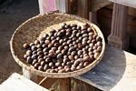 Cacao seeds (Toraja Land (Torajaland), Sulawesi) 