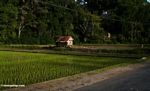 Hut in a rice field (Toraja Land (Torajaland), Sulawesi) 