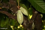 Green cacao pods still on the tree (Toraja Land (Torajaland), Sulawesi) 
