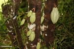 Unripe green cacao pods (Toraja Land (Torajaland), Sulawesi) 