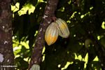 Ripening cacao pods still on the tree (Toraja Land (Torajaland), Sulawesi) 