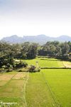 Rice fields at Lemo (Toraja Land (Torajaland), Sulawesi) 