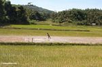 Working in the rice fields (Toraja Land (Torajaland), Sulawesi) 