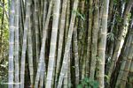 Giant bamboo (Toraja Land (Torajaland), Sulawesi) 