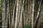 Giant bamboo (Dendrocalamus giganteus) (Toraja Land (Torajaland), Sulawesi) 