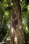 Baby grave tree at Sarapung (Toraja Land (Torajaland), Sulawesi) 