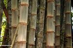 Giant bamboo (Toraja Land (Torajaland), Sulawesi) 