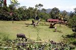 Site of Toraja funerals where cattle are slaghtered (Toraja Land (Torajaland), Sulawesi) 