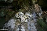 Human skulls in cave at Londa Nanggala (Toraja Land (Torajaland), Sulawesi) 