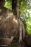 Tree roots growing into cave (Toraja Land (Torajaland), Sulawesi) 