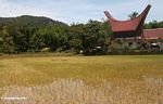 Rice field with red-roofed but traditional Troraja structure in the background (Toraja Land (Torajaland), Sulawesi) 