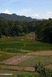 Toraja rice fields (Toraja Land (Torajaland), Sulawesi) 