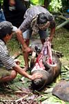 Slaughter of a pig at a funeral ceremony in Toraja Land (Toraja Land (Torajaland), Sulawesi) 