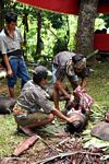 Traditional slaughtering a hog at a funeral ceremony in Sulawesi (Toraja Land (Torajaland), Sulawesi) 