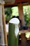 Foam of rice wine rising out of bamboo shoot (Toraja Land (Torajaland), Sulawesi) 