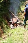 Roasting a pig over an open fire (Toraja Land (Torajaland), Sulawesi) 