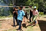 Men carrying hog for slaughter (Toraja Land (Torajaland), Sulawesi) 