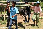Men carrying hog for slaughter at Tongkonan funeral (Toraja Land (Torajaland), Sulawesi) 