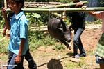 Men carrying pig for slaughter at Tongkonan funeral (Toraja Land (Torajaland), Sulawesi) 