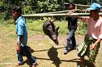 Tongkonan nen carrying hog for slaughter at funeral (Toraja Land (Torajaland), Sulawesi) 