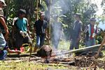 Roast swine at funeral ceremony (Toraja Land (Torajaland), Sulawesi) 