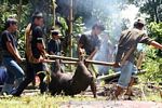 Pig being carried for slaughter (Toraja Land (Torajaland), Sulawesi) 