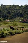 Steer in rice field (Toraja Land (Torajaland), Sulawesi) 