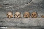 Human skulls in cave at Londa Nanggala (Toraja Land (Torajaland), Sulawesi) 