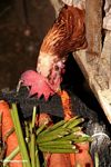 Rooster pecking away at carrots in central market (Toraja Land (Torajaland), Sulawesi) 