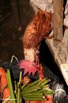 Rooster pecking at carrots in Rantepao market (Toraja Land (Torajaland), Sulawesi) 