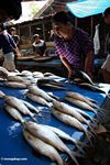 Selecting among fish at market in Rantepao (Toraja Land (Torajaland), Sulawesi) 