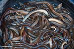Bucket of live eels at fish market in Rantepao (Toraja Land (Torajaland), Sulawesi) 