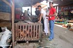 Roosters for sale at market in Rantepao (Toraja Land (Torajaland), Sulawesi) 