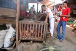 Live roosters for sale at market in Rantepao (Toraja Land (Torajaland), Sulawesi) 