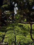 The next generation of teak trees (Toraja Land (Torajaland), Sulawesi) 