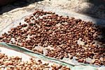 Drying cacao pods (Toraja Land (Torajaland), Sulawesi) 