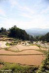 Rice paddies of Batutomonga (Toraja Land (Torajaland), Sulawesi) 