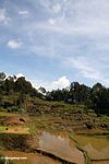 Terraced rice fields of Batutomonga (Toraja Land (Torajaland), Sulawesi) 
