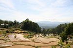 Terraced rice paddies of Batutomonga (Toraja Land (Torajaland), Sulawesi) 