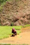Woman planting green rice (Toraja Land (Torajaland), Sulawesi) 